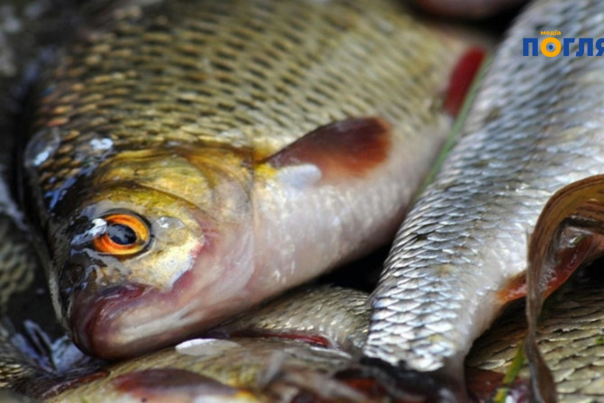 Головні новини - a03b4b68-4732-46b5-8be5-3069c3da907f - зображення